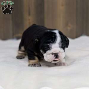 Inky Shadow, English Bulldog Puppy